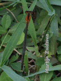 [Ischnura ramburii]
